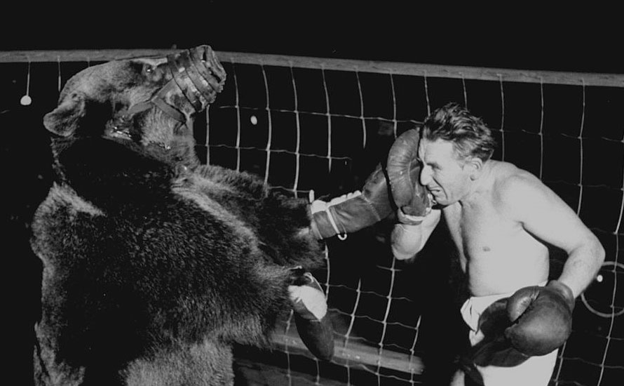 Boxer Gus Waldorf against bear 1949