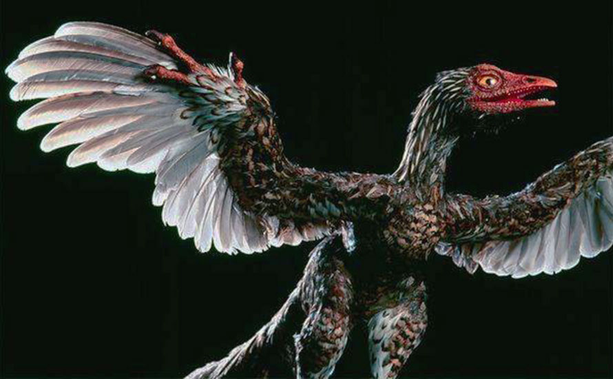 Archaeoraptor Liaoningensis Sloan
